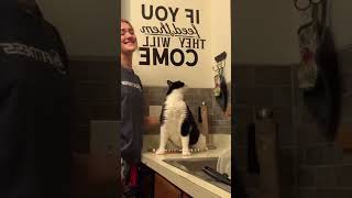 Why does my cat like to be patted on the butt 😂😂funny foryou fyp cat 31 [upl. by Brandise973]