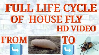 Full LifeCycle Of House Fly From Egg To House Fly FULL VIDEO MUST WATCH [upl. by Ataeb]