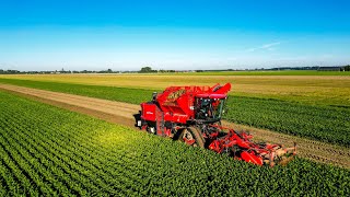 Knolselderij rooien  Agrifac Optitraxx  Jacobs Agri [upl. by Eniretak767]