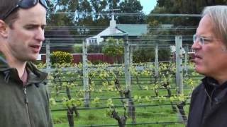 Learn Growing Cycle Pinot Noir Small Winery Napa Valley [upl. by Airtal656]