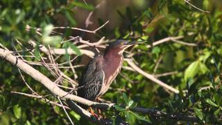 Green Heron Calling [upl. by Cole787]