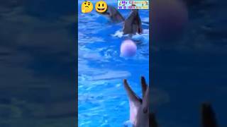 Dolphin funny boll playing shorts dolphin nature [upl. by Raimes]