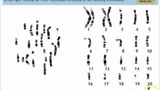 Make a Karyotype [upl. by Oneg]