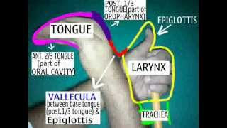 ENT EASY Vallecula and Tongueanatomy with your own hand model [upl. by Profant]