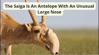 The Saiga Is An Antelope With An Unusual Large Nose [upl. by Dulsea]