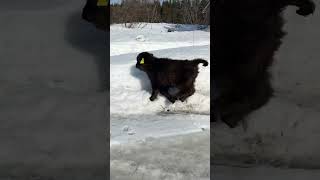 Cute Baby Highland Cow Running [upl. by Kristofor628]