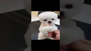 Cute dog moments part 43 funny bengalihumor funnydog [upl. by Neeron]