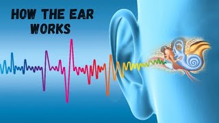 How the ear works  The ear and the mechanism of hearing [upl. by Colis]