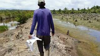 JANGAN LAKUKAN INI‼️JIKA MAU PANEN UDANG WINDU BESAR DAN BANYAK [upl. by Nek]