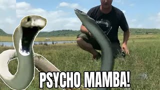 MASSIVE BLACK MAMBA GOES INTO FULL BLOWN ATTACK MODE [upl. by Lauralee170]