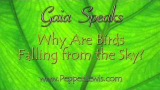 Why are birds falling from the sky  Gaia  Pepper Lewis [upl. by Caye]