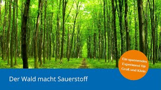 Experiment Der Wald macht Sauerstoff [upl. by Yrailih]