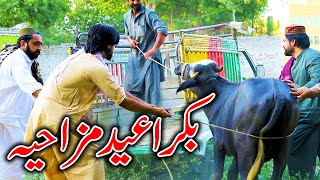 Bakra Eid Special Funny Video By PK TV Vines 2024  PK TV [upl. by Ennaihs]