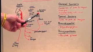 Cranial Nerve IX  Anatomy Lecture for Medical Students  USMLE Step 1 [upl. by Eojyllib]