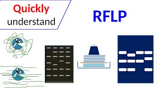 RFLP  Restriction Fragment Length Polymorphism [upl. by Nongim]