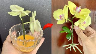 Know this secret You can propagate thousands of orchids at will [upl. by Esiole]