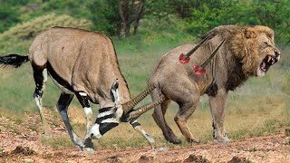 Top 5 Antelope humiliatingly defeated Lion  Lion vs Kudu Gazelle Antelope Wildebeest Hartebeest [upl. by Eenrahc]