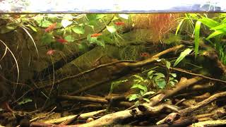 Boraras maculatus in a blackwater nano tank [upl. by Nezam]