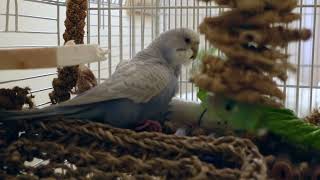 Cute Budgie Fluffs Her Feathers in a Cozy Corner [upl. by Eriuqs]