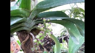 yeaaayyy Spike  Anggrek Rhynchostylis gigantea [upl. by Ella]