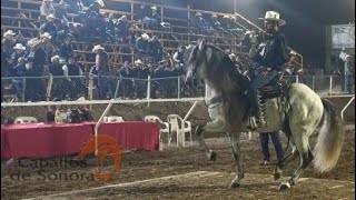 Segundo Lugar Caballo El Faraón Categoría Españoles [upl. by Lupiv620]