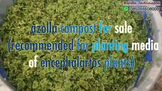 azolla compost recommended for planting media of encephalartos plants [upl. by Shedd]