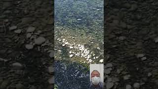 Ikan Nila di sungai Taiwan dianggap tidak sehat ikan [upl. by Flora91]