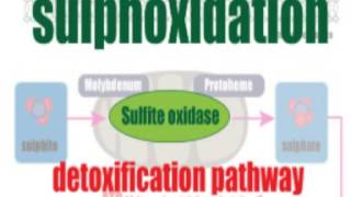 Salicylates and the sulphite connection [upl. by Haila]