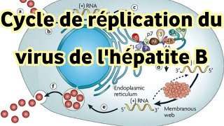 ⭐Virologie⭐  Cycle 💫 de réplication du virus de lhépatite B [upl. by Gasparo624]