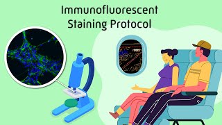 Immunofluorescent Staining Protocol [upl. by Eatton]