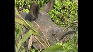 Animaux rares du Népal à Chitwan [upl. by Anitrebla]