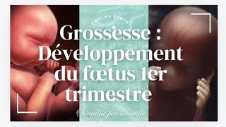 PREMIER TRIMESTRE DE GROSSESSE  FŒTUS SEMAINE PAR SEMAINE  GROSSESSE SEMAINE PAR SEMAINE [upl. by Imiaj]