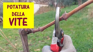 Potatura della vite 2024  I cambiamenti climatici ci impongono di potare le viti quando il periodo [upl. by Notlew]