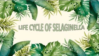 Life Cycle of Selaginella [upl. by Powell928]