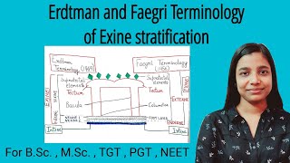 Structure of pollen grain  Erdtman and Faegri terminology  Sporoderm stratification BSc  MSc [upl. by Erej]