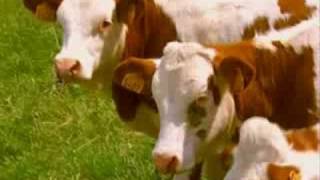 Comment léleveur choisitil ses vaches [upl. by Moselle]