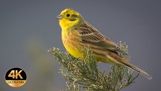 Yellowhammer Emberiza citrinella Singing birds 4K Ultra HD [upl. by Atiuqehs]