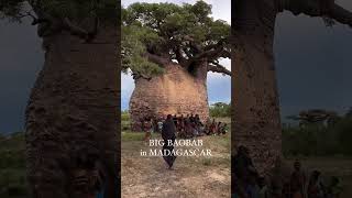 The big baobab tree in Madagascar also known as Adansonia grandidieri is a towering symbol of life [upl. by Popelka500]