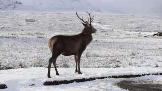 Massacre Of Glencoe [upl. by Brothers]