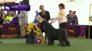 Briards  Breed Judging 2023 [upl. by Nelon]