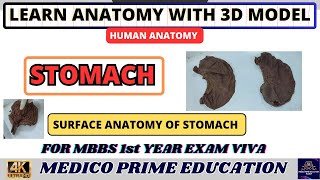 Surface Anatomy of Stomach  Internal structure Stomach  How does a real stomach look like mbbs [upl. by Dixil]