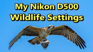 My D500 Wildlife Settings [upl. by Anilrac]