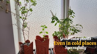 tips to grow Tulsi plant in cold places how to grow Tulsi plant in cold weather Seattle WA [upl. by Festa]