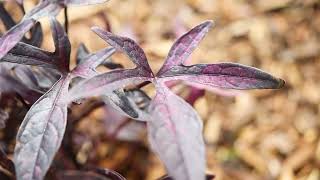 SWEET POTATO VINE Ipomoea batatas [upl. by Romito626]