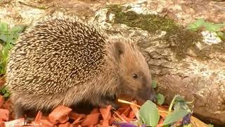 Le hérisson est un omnivore qui se régale de limaces escargots  vers de terre [upl. by Ballman]