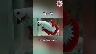 🐬Betta fish types in tamil🔥 part10fish shorts aquarium [upl. by Melcher]