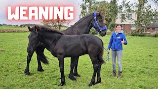 Weaning time Wûnder leaves Stal H Who will be his new friend  Friesian Horses [upl. by Jaynes]