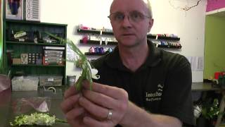 Wedding Flower Tutorial How to make a phalaenopsis orchid corsage [upl. by Nylehtak]