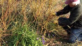 Pruning Cornus ‘Midwinter Fire’ for Winter colour [upl. by Daryn734]