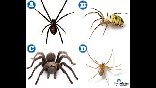 How to Identify Dangerous Spiders  HomeTeam Pest Defense [upl. by Enelehcim858]